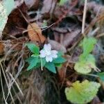 Epilobium montanumŽiedas