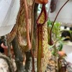 Nepenthes mirabilis Blatt