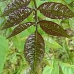 Zanthoxylum americanum Ліст