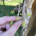 Foeniculum vulgare花