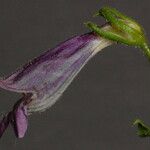 Penstemon whippleanus Floro