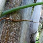 Philodendron giganteum Kora