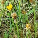 Hypochaeris radicata Fleur