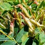 Astragalus frigidus 果