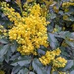 Berberis aquifoliumFlower