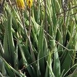 Aloe striatula পাতা