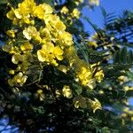 Senna spectabilis Flor