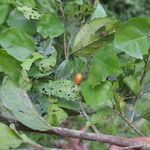 Celtis mildbraedii Frucht