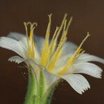 Hieracium albiflorum Blüte