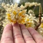 Edgeworthia chrysantha Floro