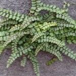 Asplenium trichomanes Φύλλο