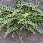 Asplenium trichomanes 葉