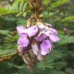 Tephrosia vogelii Flower