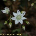 Sedum monregalense Blomma