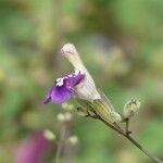 Salvia candelabrum Flor