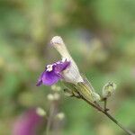 Salvia candelabrum Цветок