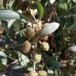 Conocarpus erectus Fruct