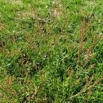 Rumex acetosella Облик