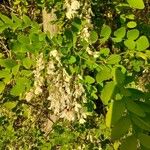 Robinia pseudoacacia Ліст