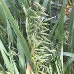 Avena sativa Фрукт