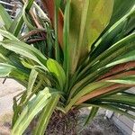 Pandanus dubius Blatt