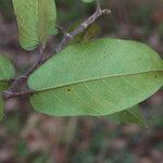 Ficus sur Hoja