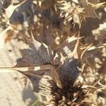 Eryngium maritimumLeaf