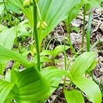 Polygonatum latifolium 花
