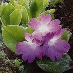 Primula clusiana