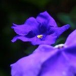 Brunfelsia grandiflora Flower