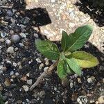 Crambe scaberrima 葉