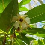 Elaeocarpus grandiflorus Virág