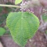 Tetradenia riparia Leaf