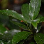 Ocotea meziana Flower