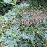 Solanum dimidiatum Fruit