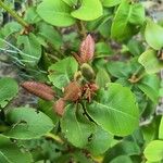 Rhododendron minus Hoja