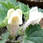 Asarina procumbens Kvet