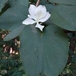 Bauhinia acuminata Feuille