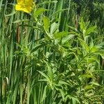Ludwigia peruviana Hoja