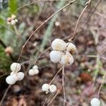 Symphoricarpos albusGyümölcs