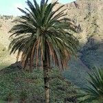 Phoenix canariensis برگ