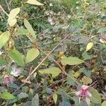 Capparis zeylanica Frucht