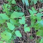 Clematis ligusticifolia Hoja