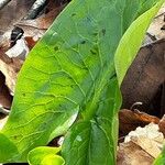 Arum cylindraceum Blad