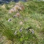 Pulsatilla montana Bloem