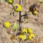 Pyrus elaeagrifolia 果実
