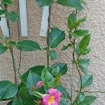 Mandevilla laxa Habit