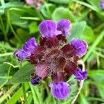 Prunella grandiflora 花