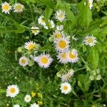 Erigeron philadelphicusКвітка