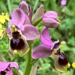 Ophrys tenthredinifera Цвят